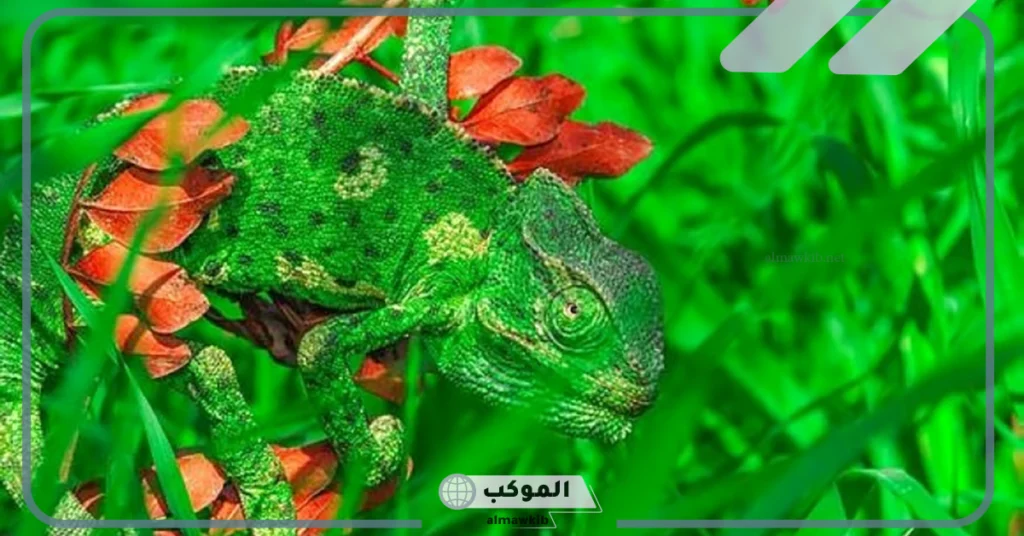 أشكال تخفي الحيوانات