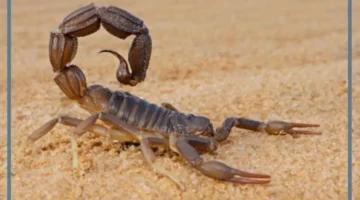 عقرب للمطلقة