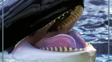 فك أقوى حيوان بحري