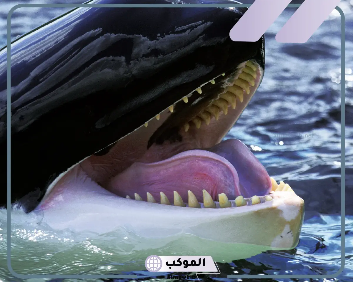 اقوى فك حيوان