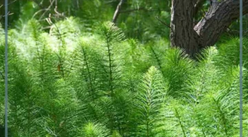 ما النبات الوعائي