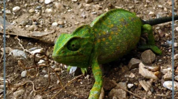 ما ظاهرة التخفي