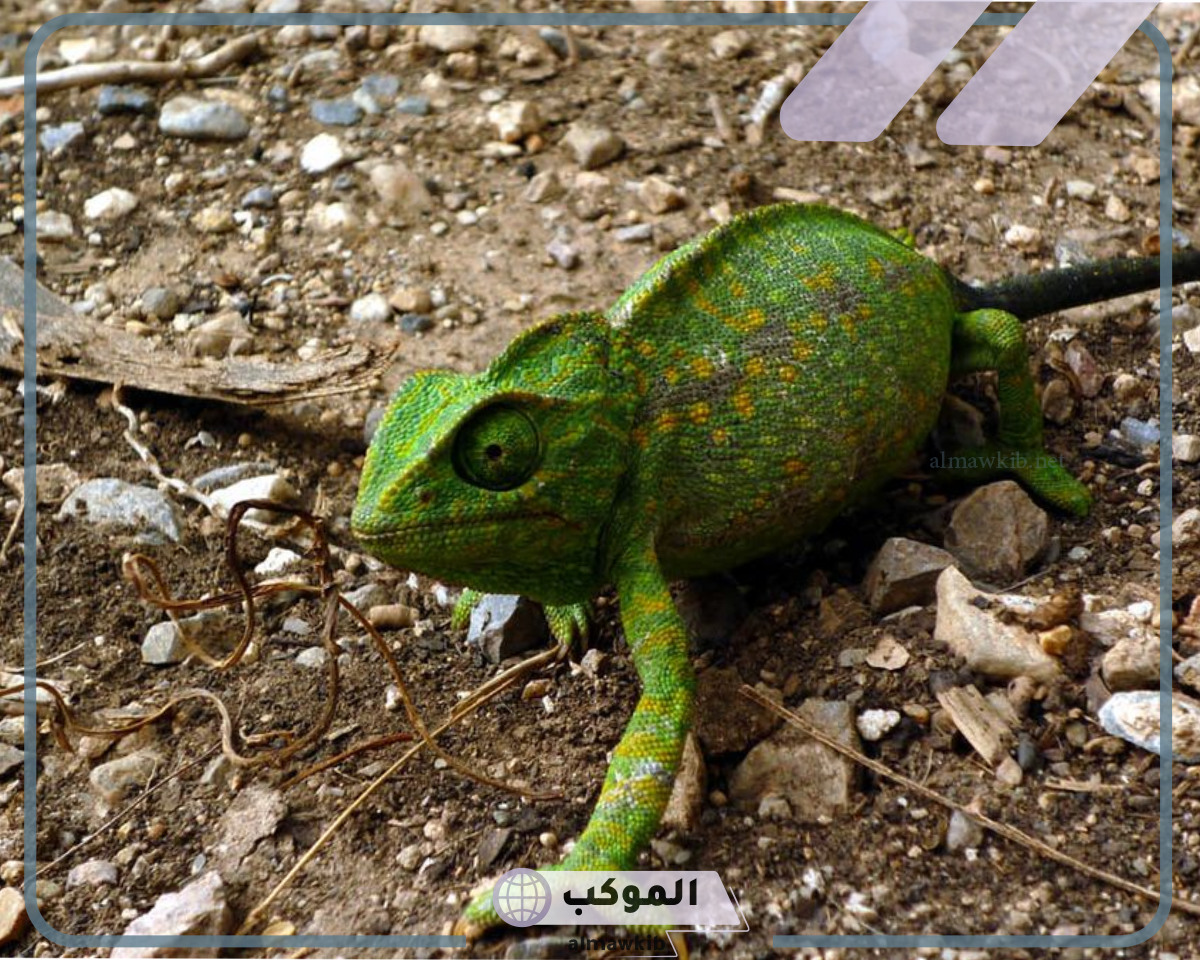 كيف تستخدم الحيوانات خاصية التخفي للبقاء حية بالتفصيل