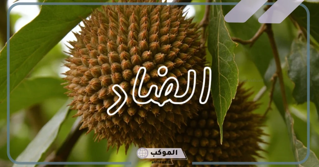 اسم نبات بحرف ض.. نبات بحرف الضاد بدون عصا 6 اسم نبات عطري يبدأ بحرف ض الضاد