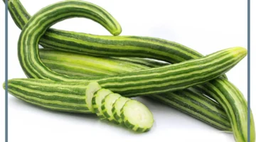 ما هو القثاء