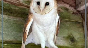 ما هي البومة المصاصة