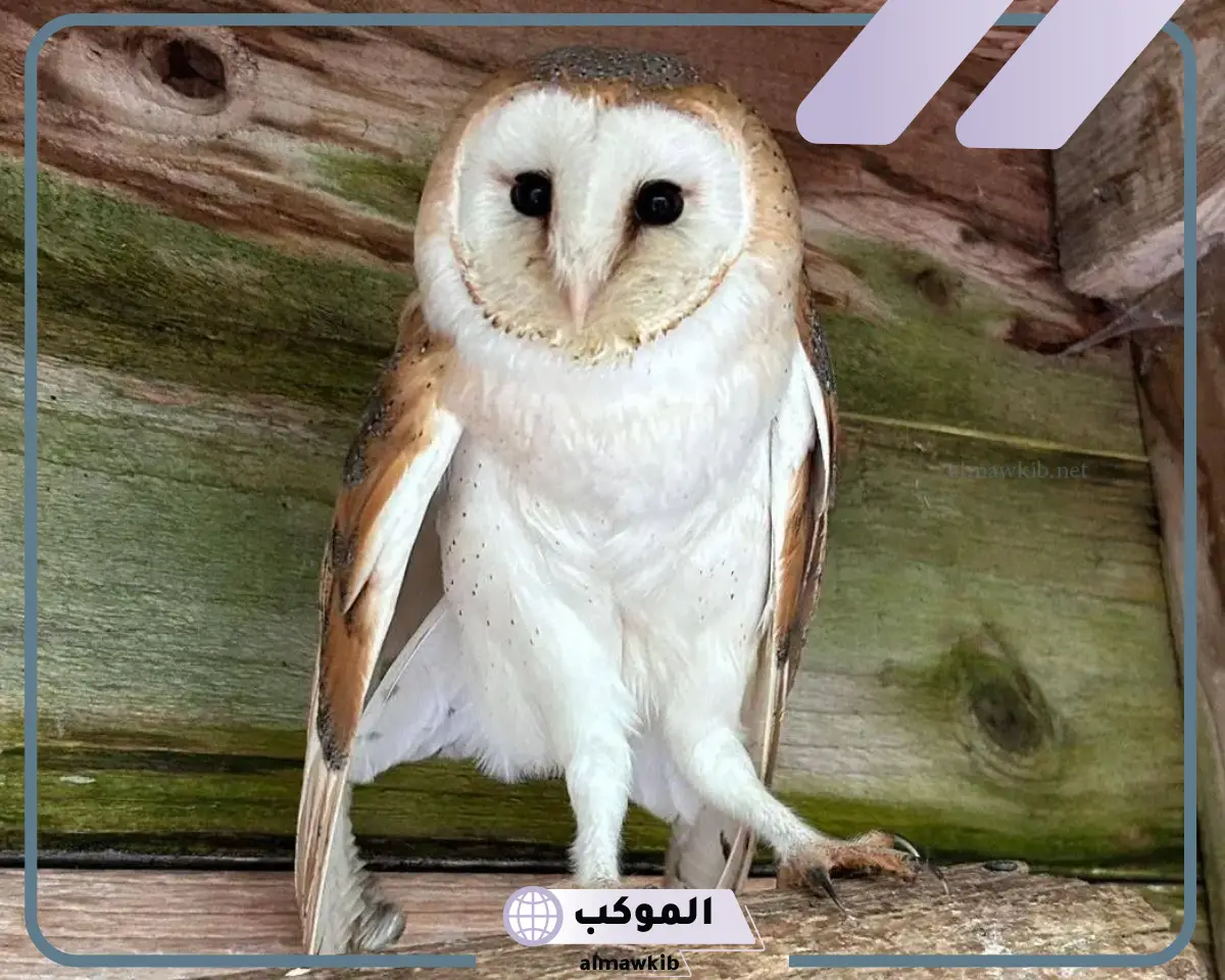 بومة مصاصة