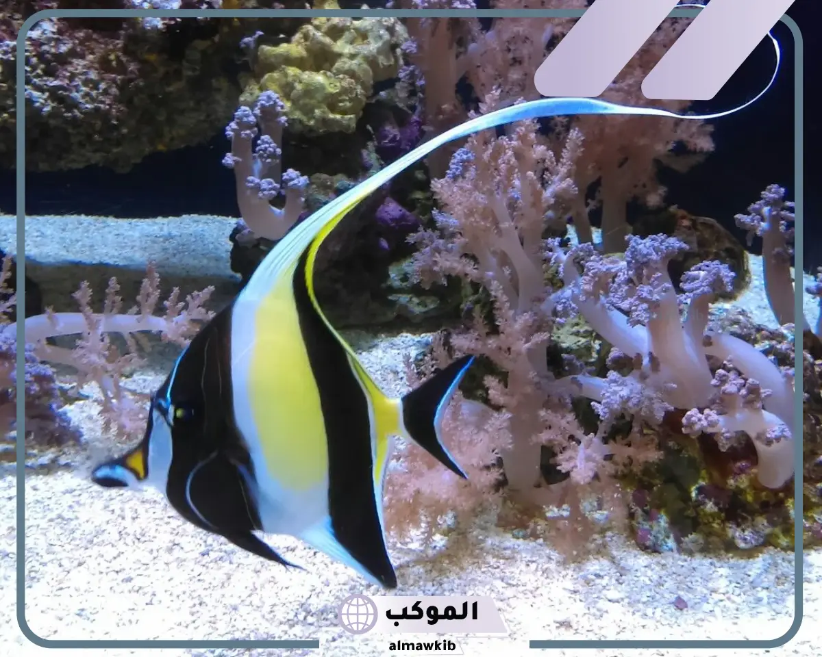 اسماك عظميه