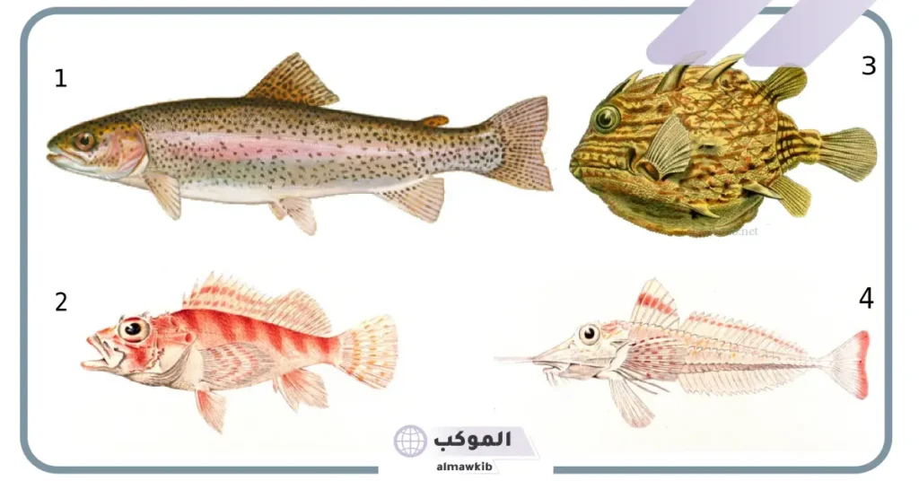 الأسماك العظمية هي الأكثر تنوع بين الحيوانات الفقارية