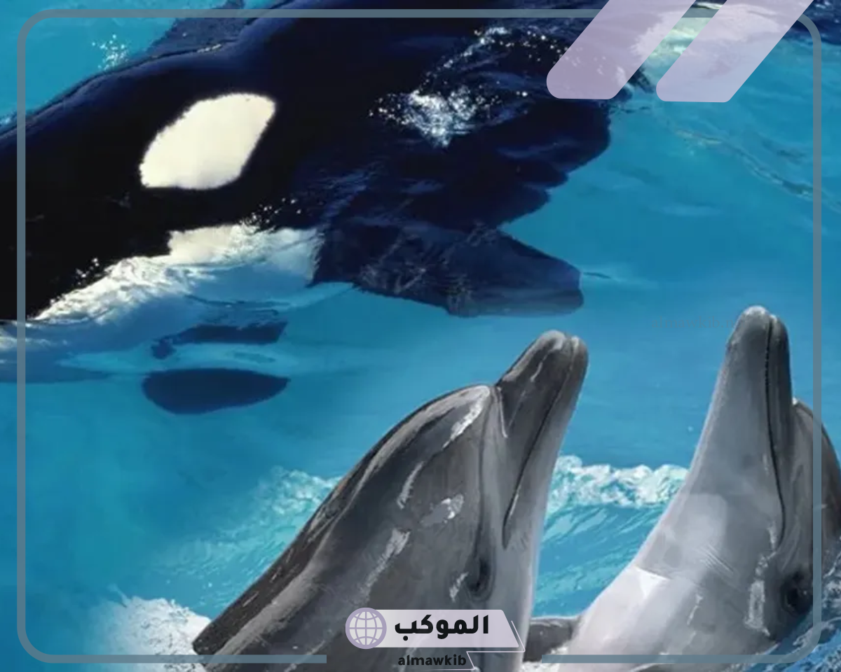 الحيتان أسرع من أسماك القرش بالتفصيل