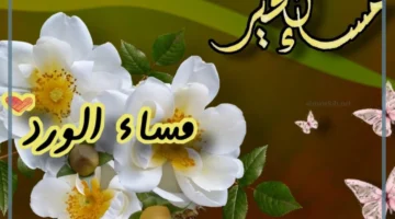 مساء الورد