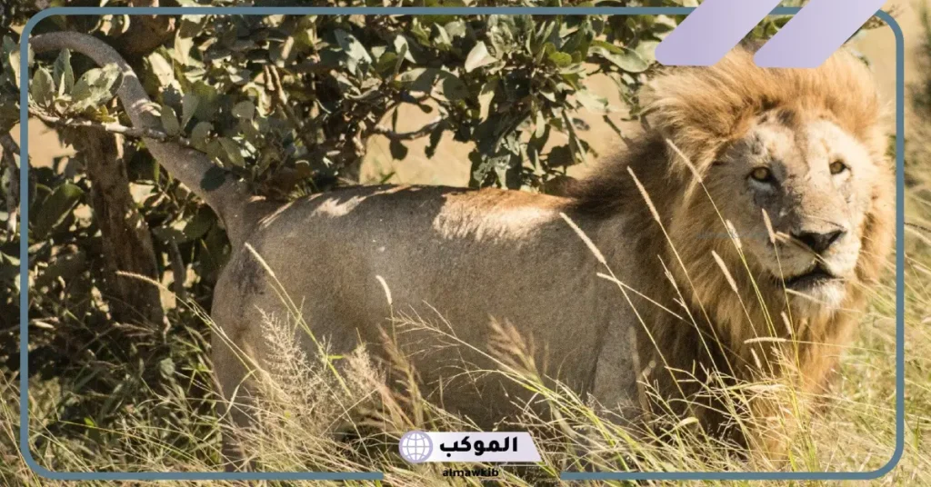 تفسير حلم الأسد يهاجمني للعزباء