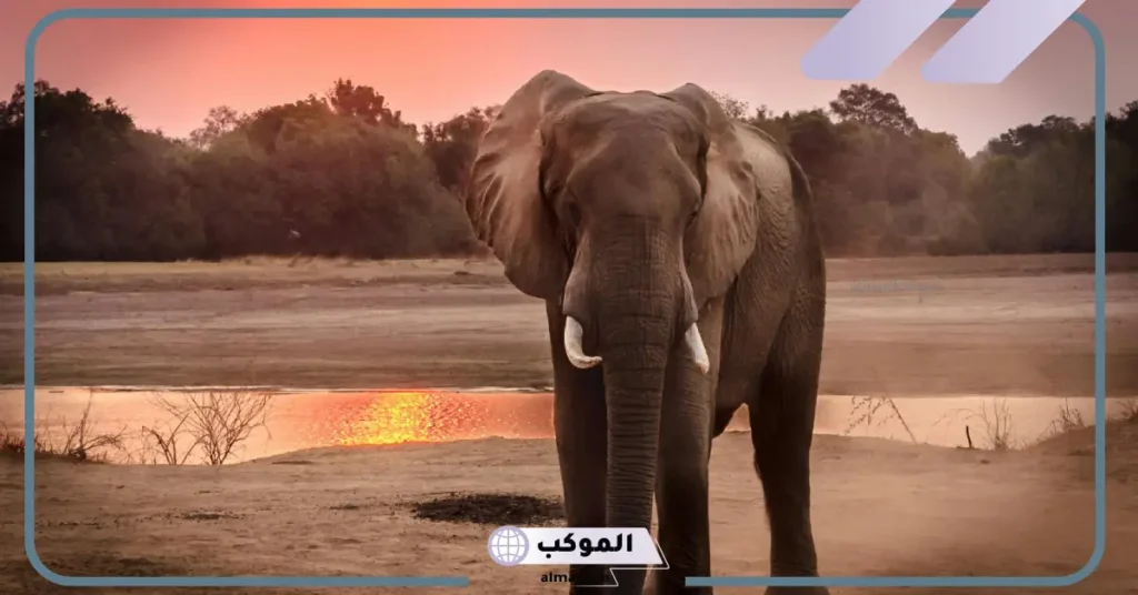 تفسير رؤية حلم الفيل في منام المرأة العزباء والمتزوجة لكبار العلماء 6 رؤية الفيل الرمادي في المنام للمتزوجة