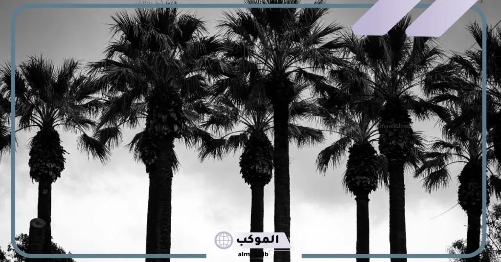 رمز رؤية النخل في المنام للمتزوجة والعزباء للعالم ابن سيرين 5 تفسير رؤية النخل في المنام للعزباء لابن سيرين