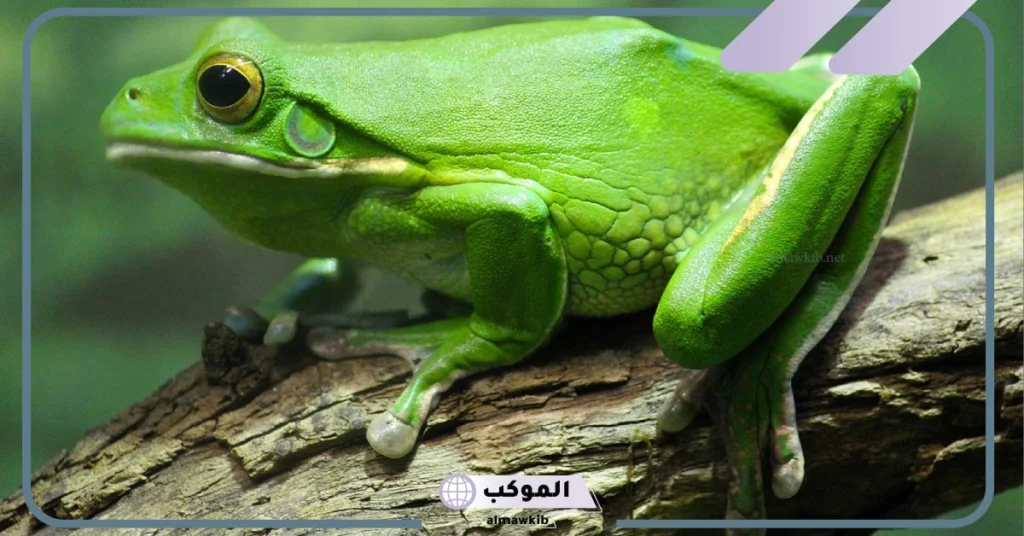 معلومات عن الضفدع السام 