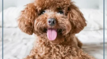 معلومة عن الكلب