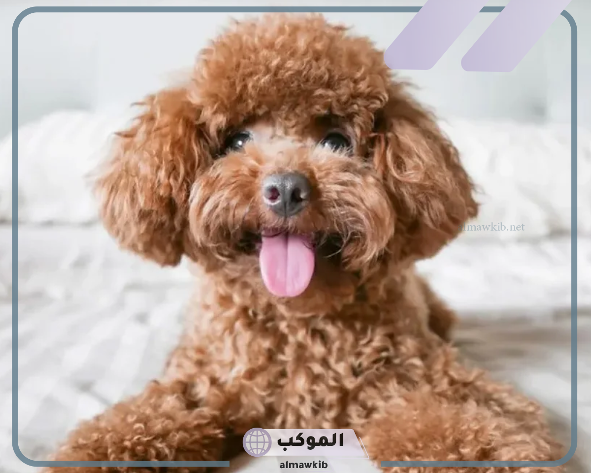 معلومات عن الكلب مهمة