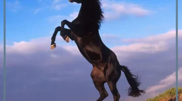 معنى خيل فحل