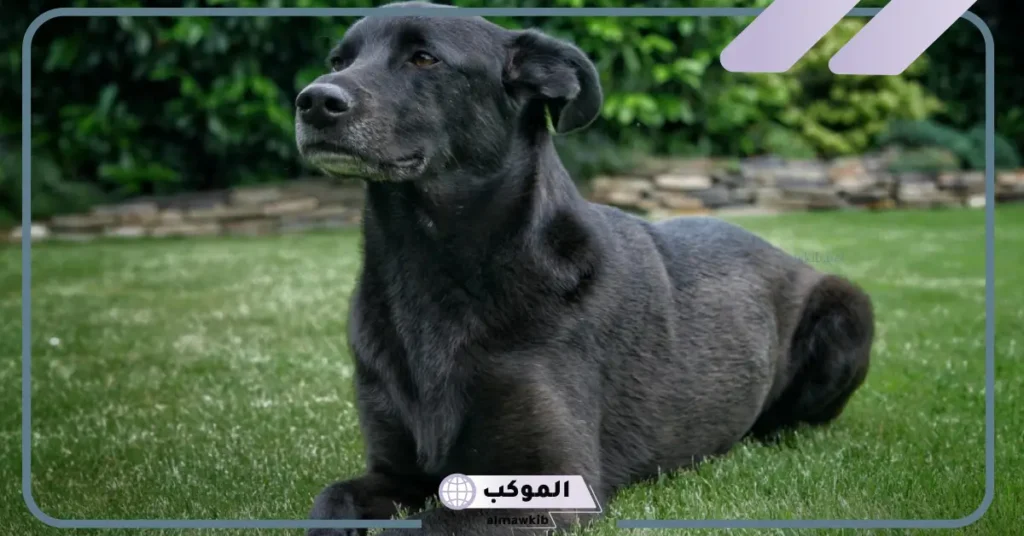 تفسير حلم الكلاب السوداء للمتزوجة والأرملة والمطلقة في المنام 6 رؤية الكلاب السوداء في المنام والخوف منها للعزباء