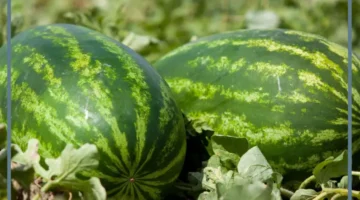 منام البطيخ