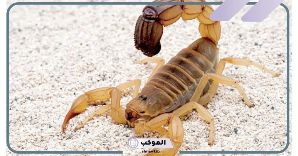 رؤية العقرب في المنام للمتزوجة في غرفة النوم