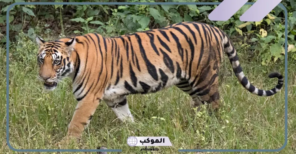 رمز النمر في المنام للعالم ابن سيرين وابن شاهين للرجل والمسحور 6 رؤية النمر في المنام للمتزوجة