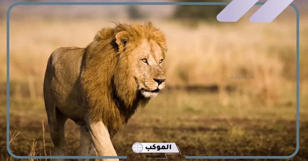 هجوم الأسد في المنام للمتزوجة