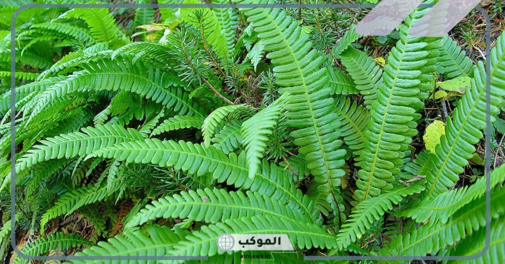 خصائص النباتات الوعائية اللابذرية 