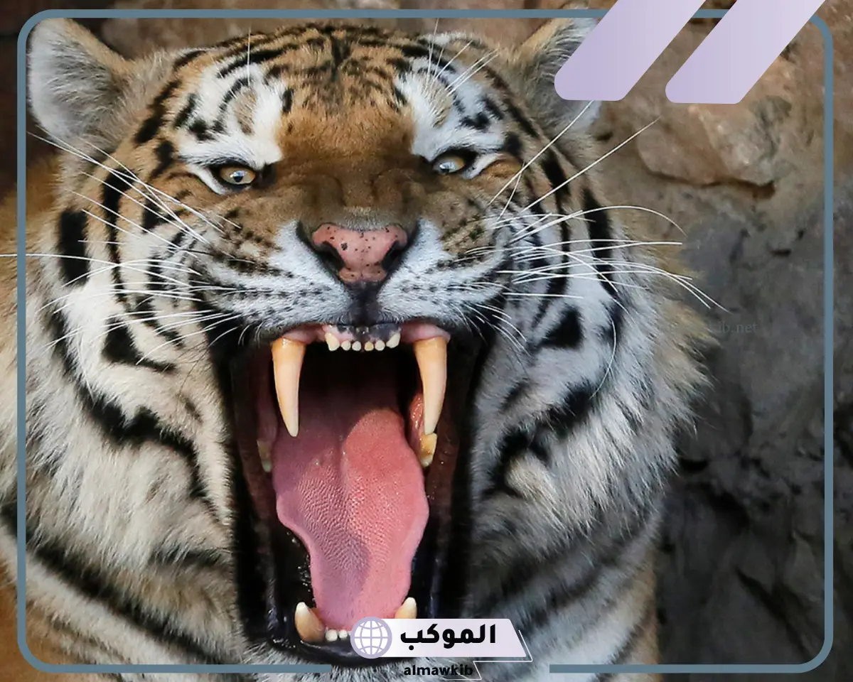 تفسير النمر في الحلم لابن سيرين