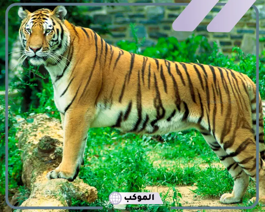 النمر في المنام لابن شاهين