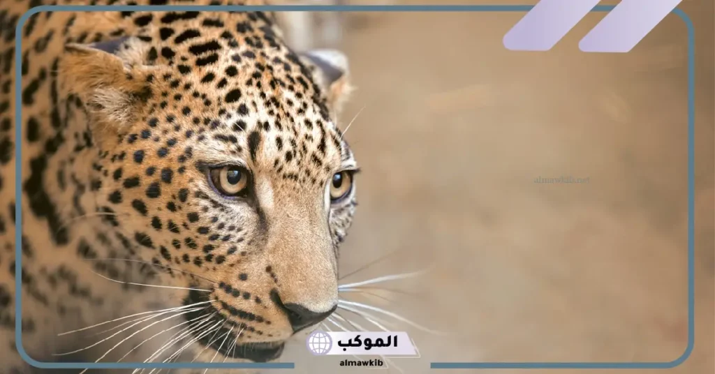 تفسير حلم النمر في البيت للعزباء