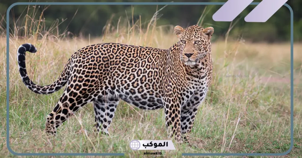 رمز النمر في المنام للعالم ابن سيرين وابن شاهين للرجل والمسحور 5 رؤية النمر في المنام للعزباء