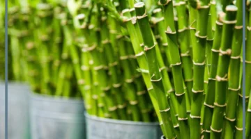 وظيفة الساق في النبات