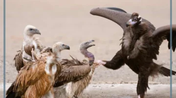 اسباب الأنقراض