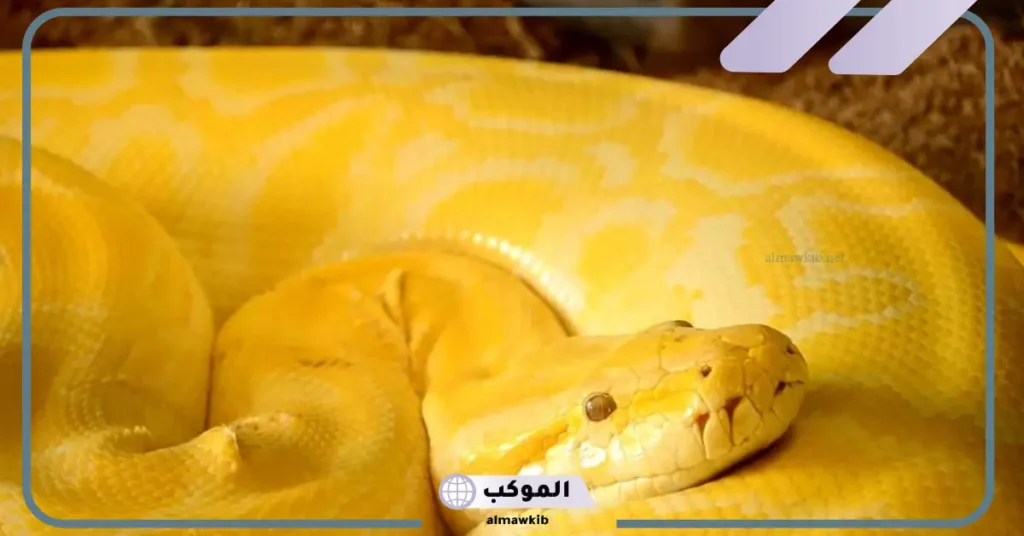 رمز رؤية الحية الصفراء في المنام للمرأة المتزوجة والعزباء لابن سيرين 6 رؤية أفعى صفراء في المنام للمتزوجة