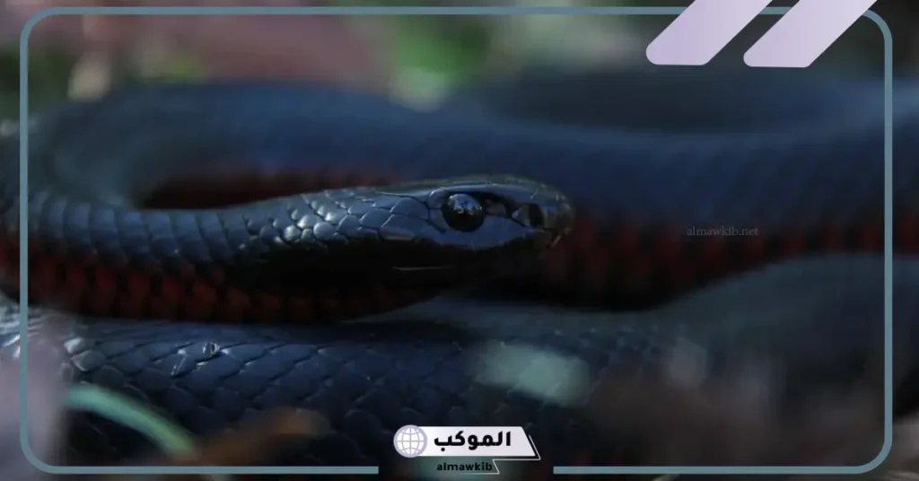 رؤية الثعبان الأسود في المنام للعزباء