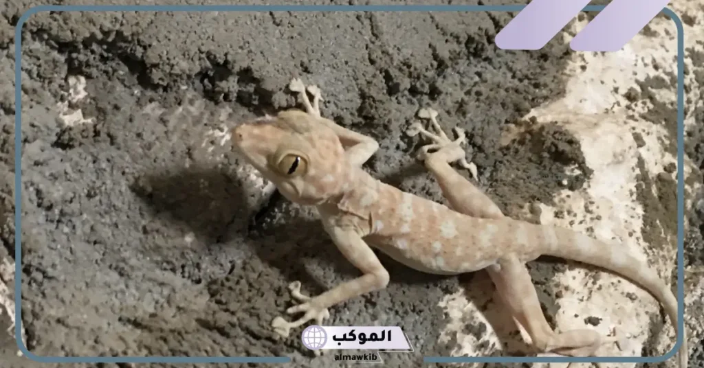 تفسير حلم الوزغ بالمنام ورمزه عند العالم ابن سيرين للمتزوجة 5 رؤية الوزغ في المنام للعزباء