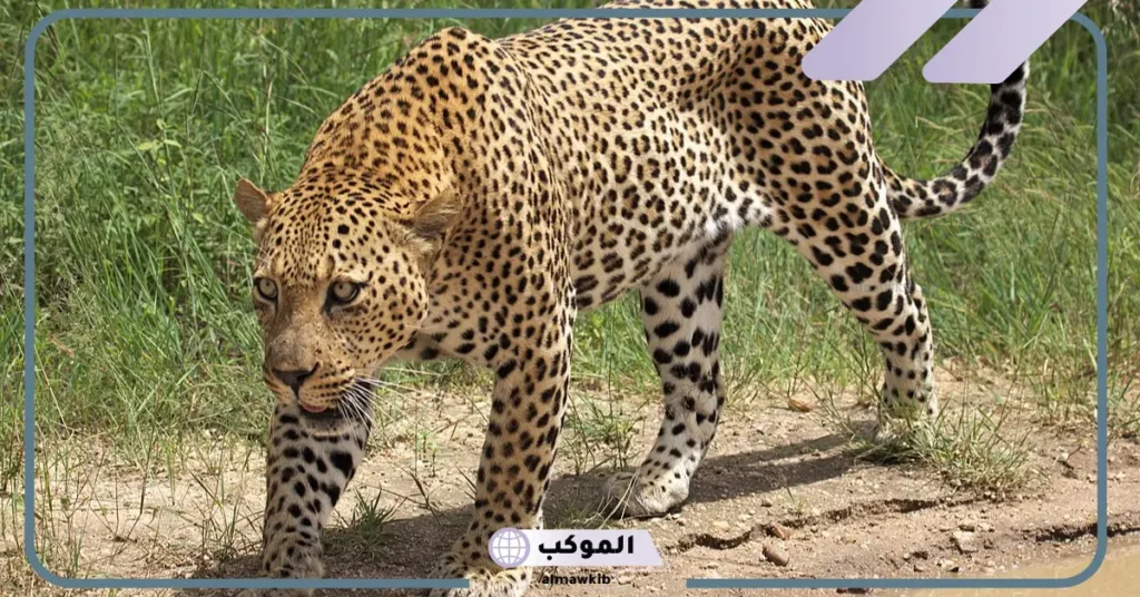 تفسير حلم الفهد يطاردني للعزباء