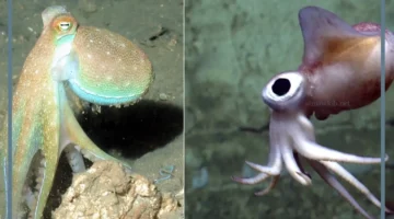 حبار واخطبوط