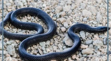 حلم حية سوداء