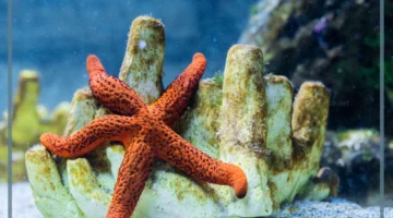 حيوان نجم البحر
