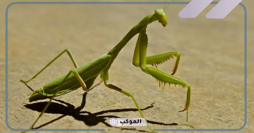 لماذا سمي فرس النبي بهذا الاسم؟ هل فرس النبي يطير 5 فرس النبي الاسم العلمي