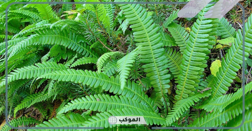 خصائص النباتات الوعائية اللابذرية 