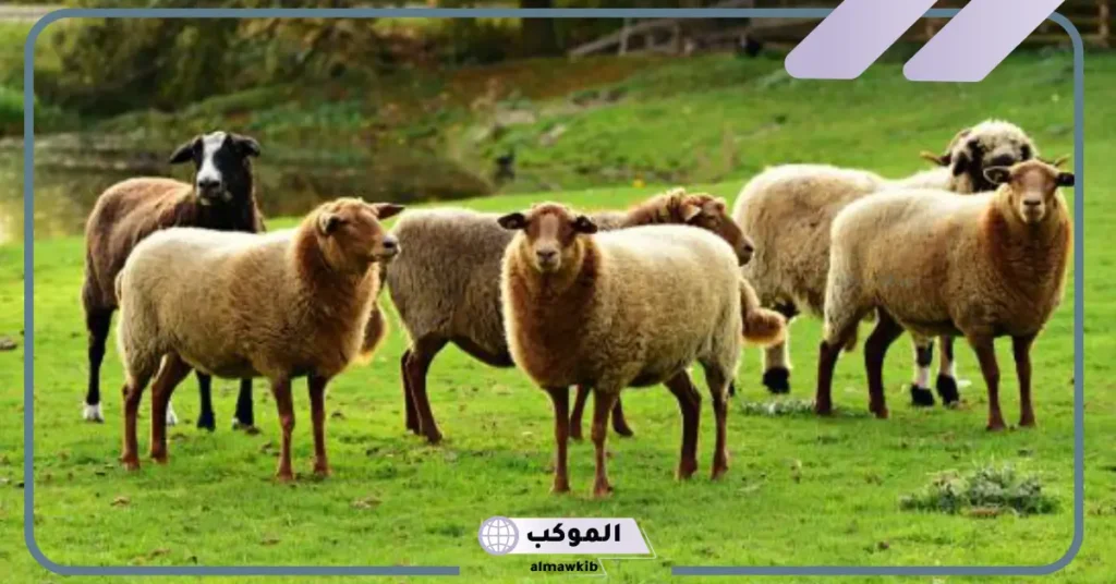 رؤية الغنم في المنام للحامل