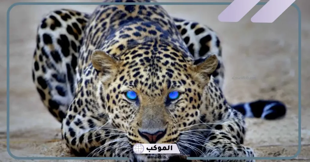 تفسير حلم الفهد يطاردني للعزباء