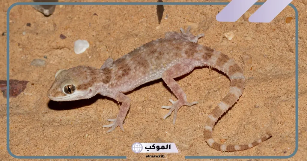 تفسير حلم الوزغ بالمنام ورمزه عند العالم ابن سيرين للمتزوجة 6 رمز الوزغ في المنام للمتزوجة وقتله