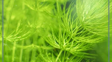 شرح النبات الوعائي