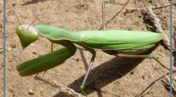 فرس النبي بماذا يتميز