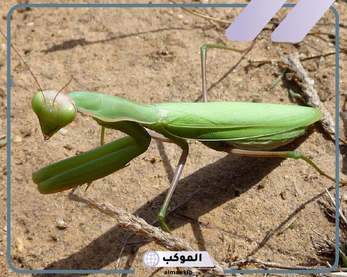 لماذا سمي فرس النبي بهذا الاسم