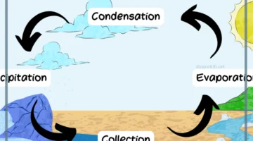 ما مراحل المياه